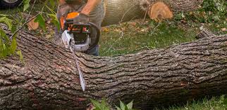 Why Choose Our Tree Removal Services in Byhalia, MS?